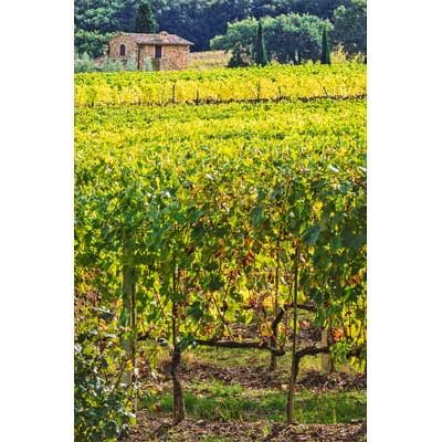 11617-Montalcino Vinyards